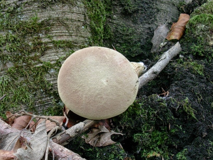 485 Novembre vecchio ritrovamento